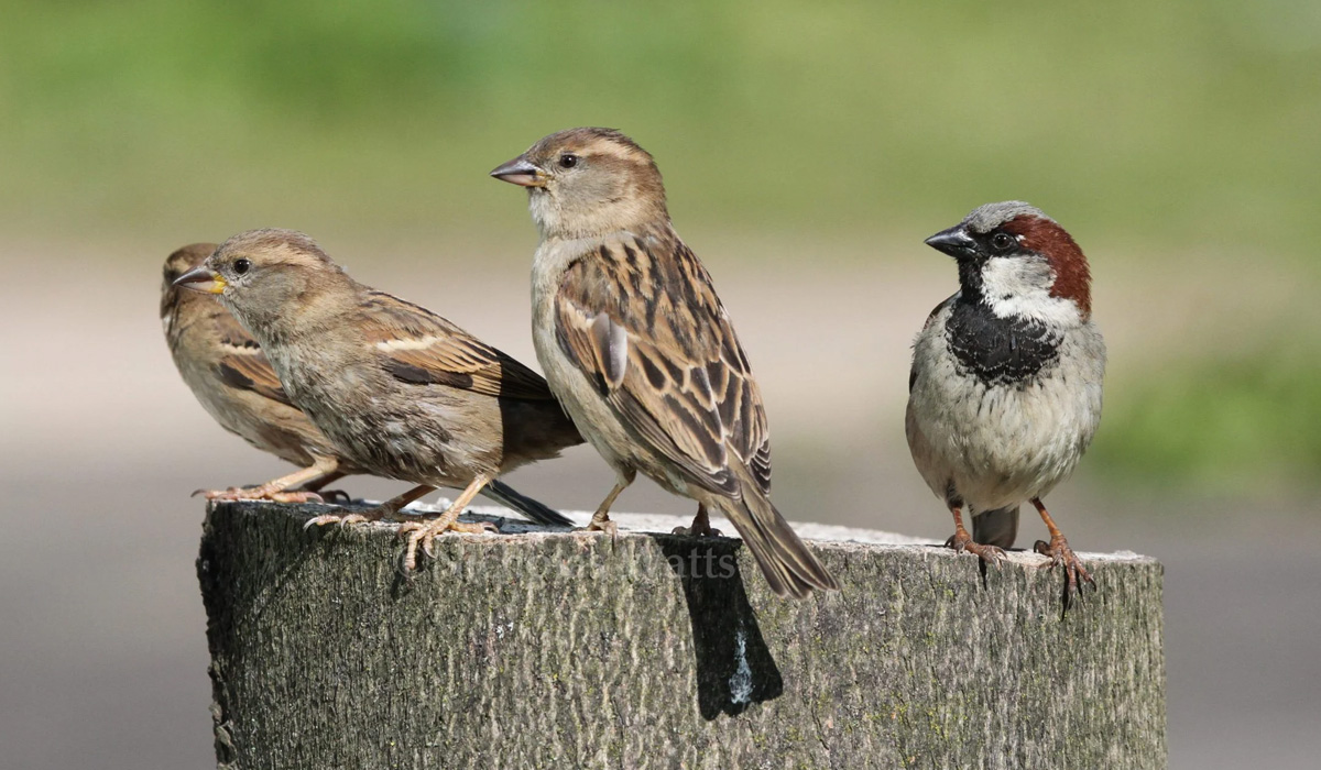 House Sparrow
